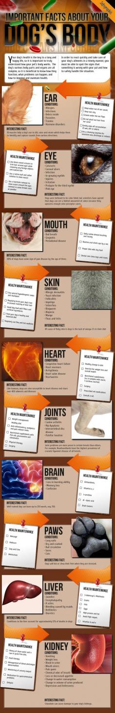 
                    
                        Important facts about your dog's body /.,. Info to help keep the furry ones happy & healthy.
                    
                