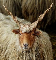 
                    
                        Wallachian sheep
                    
                