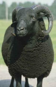 
                    
                        black welsh mountain sheep
                    
                