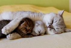 
                    
                        A mother's love. Too cute kittens :)
                    
                