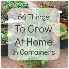 66 things to grow at home in containers
