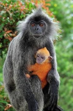 
                    
                        Silvered Leaf Monkey - by Thomas Marent
                    
                