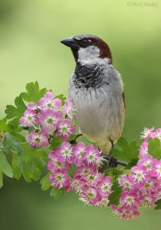
                    
                        Sparrow on Pink Hawthorn
                    
                