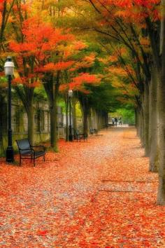 
                    
                        Red Carpet - Princeton, New Jersey
                    
                