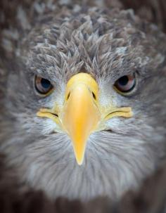 
                    
                        Eagle's stare
                    
                