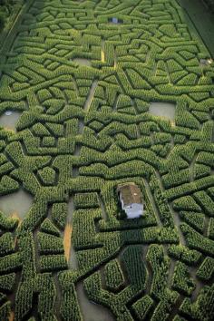 
                    
                        France. Labyrinthe de maïs de Cordes-sur-Ciel, Tarn // Yann Arthus-Bertrand
                    
                