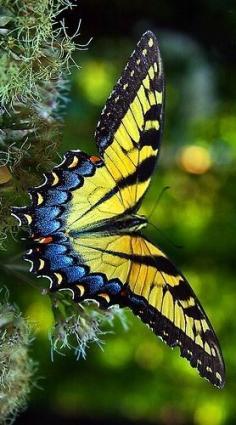 
                    
                        Beautiful butterfly!
                    
                