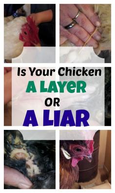 
                    
                        Layer or Liar? How do you know if your chicken is still laying eggs? With the price of feed going dramatically up for us in the winter, it’s really important for us to know if our hens are really laying still. I *could* go outside, watch for each one to enter the nesting box, wait…   [read more]
                    
                