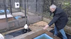 
                    
                        Goose With Broken Wing Learns To Fly Again
                    
                