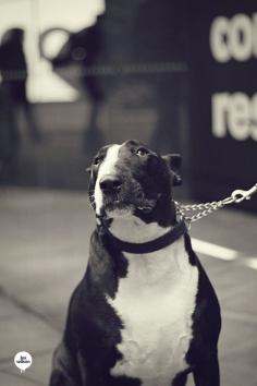 
                    
                        bull terrier so sweet
                    
                