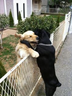 The Best Friendship Ever | The 100 Most Important Dog Photos Of All Time  NO FENCES CAN HOLD TWO FRIENDS APART.