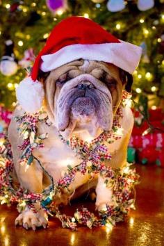 
                    
                        Bulldog Love! Waiting for Christmas already!
                    
                