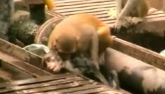 
                    
                        I saw this on the news - extraordinary story and video!! "Monkey Captured On Film Reviving Friend Who Was Electrocuted"
                    
                