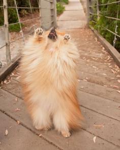 
                    
                        Pouf! the Pomeranian by Fetchlight Photography
                    
                