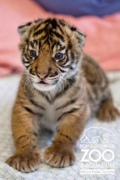 3 week old Sumatran tiger cub born at the San Francisco Zoo ... only 300 left in the wild.