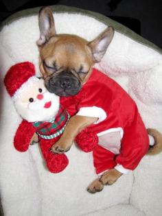 
                    
                        'Santa's Little Christmas Day Helper', French Bulldog Puppy.
                    
                