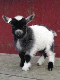 
                    
                        Baby Goat
                    
                