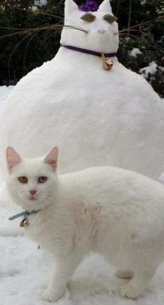 
                    
                        snow cat
                    
                