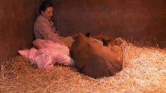 
                    
                        Orphaned Rhino Perseveres Through Tragedy To Make A Fresh Start At A Happy Life
                    
                