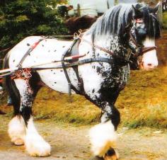 drum horse breed.