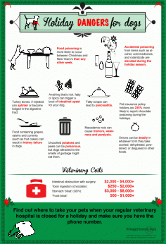 
                    
                        Dogs often get food poisoning during the holidays infographic
                    
                