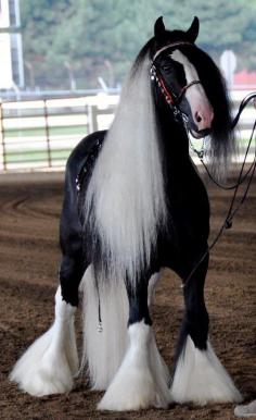 
                    
                        amazing beauty! - Gypsy Vanner Horse....Beautiful!! For more than half a century Gypsies worked to create the perfect horse that was suited to pull their caravans. The first Gypsy Vanner in the US came to Ocala Fl in 1998 and has since been added as an official breed to the registry.
                    
                