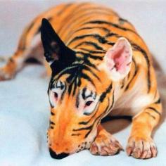 
                    
                        Tiger Bullterrier ?
                    
                
