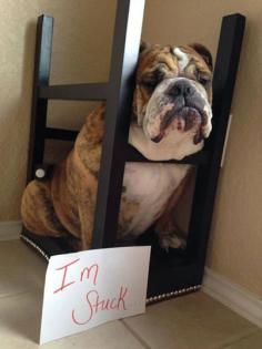 Not sure how this English Bulldog got here, but it looks like he's having a hard time getting back out.  #puppied