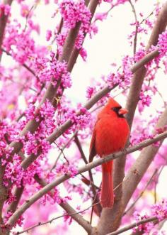 
                    
                        Cardinal in a redbud tree
                    
                