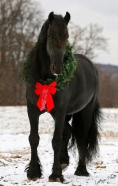 
                    
                        Christmas Horse ❤️
                    
                