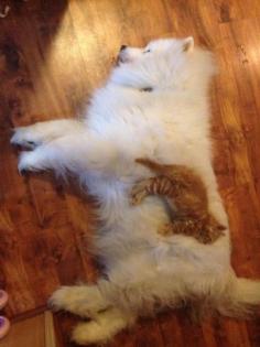 American Eskimo Spitz dog & adorable kitten