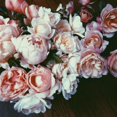 
                    
                        garden roses photo by jacin fitzgerald
                    
                