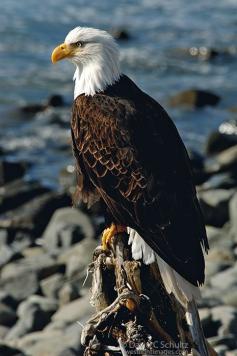 
                    
                        Profile of bald eagle sitting on an old stump along the shore near Sitka, Alaska.
                    
                