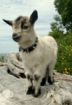 
                    
                        #goatvet likes this portrait of a kid - The Daily Cute: 10 Photos to Get Your Goat
                    
                