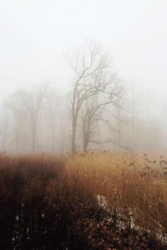 
                    
                        fog
                    
                