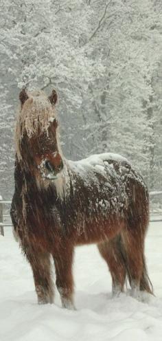 
                    
                        Equine Endurance and the Beauty of Winter
                    
                