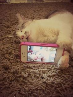 
                    
                        Cat Selfie
                    
                