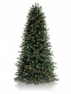 
                    
                        Norway Spruce Narrow Tree ($299 & up) Balsam Hill
                    
                