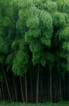 
                    
                        Bamboo Forest JAPAN*
                    
                