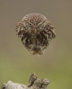 
                    
                        An Owl Flying Straight into a Camera Looks like a Hovering Spaceship
                    
                