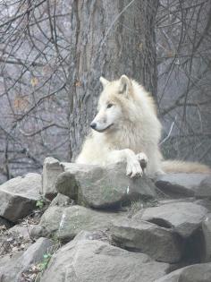 White wolf chilling on a rock