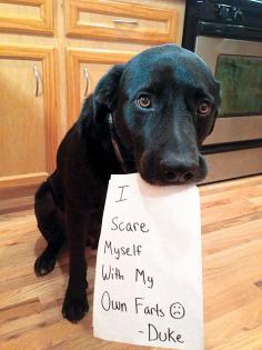 
                    
                        Does this happen to your dog, too?
                    
                