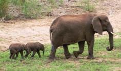 
                    
                        Rare set of Elephant Twins born in South Africa!! ♥
                    
                