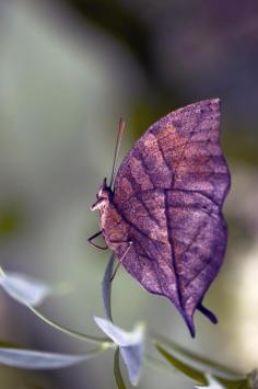 
                    
                        ~~The Dead Leaf Butterfly ~ Indian Leaf Butterfly from south east Asia by Glenn0o7~~
                    
                