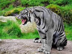 
                    
                        The unique Maltese Tiger is the rarest tiger in the world. It is also known as Blue Tiger and had been reported mostly from the Fujian Province of China. It is said to have bluish fur with dark grey stripes. The term Maltese comes from domestic cat terminology for blue fur and refers to the slate grey coloration. Most of the Maltese Tigers that have been reported belong to South Chinese subspecies. Existence of Blue Tigers has also been reported from Myanmar and South Korea.
                    
                