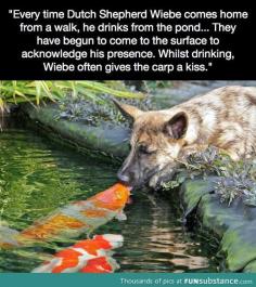 
                    
                        Dog and fish friends.. Uh, those are koi fish, but still cute...
                    
                