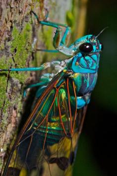 
                    
                        Cicada
                    
                