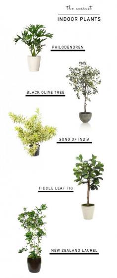 
                    
                        The Easiest Indoor Plants
                    
                