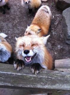 
                    
                        Foxes
                    
                