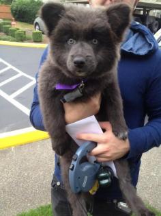 
                    
                        this is a puppy, not a bear, and I want one!
                    
                